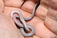 Plains Threadsnake