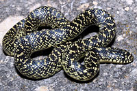 Speckled Kingsnake 