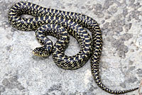 Speckled Kingsnake 