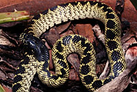 Desert Kingsnake