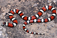 Central Plains Milksnake 