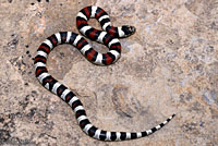 Central Plains Milksnake 