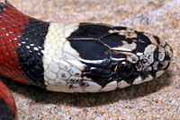 Central Plains Milksnake 