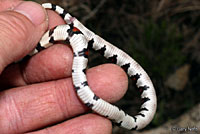 Central Plains Milksnake 