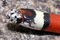 Central Plains Milksnake 