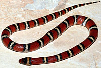 Milksnake (Intergrade) 