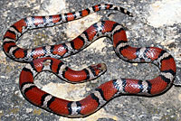 Red Milksnake