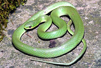 Smooth Greensnake