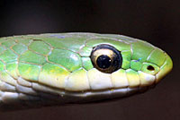 Smooth Greensnake