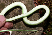 Smooth Greensnake