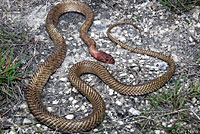 Western Coachwhip