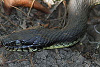 Plain-bellied Watersnake