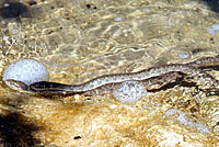 Plain-bellied Watersnake