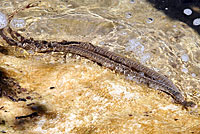 Plain-bellied Watersnake