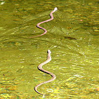 Plain-bellied Watersnake