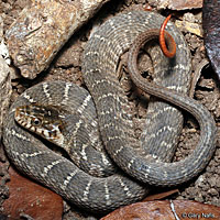 Plain-bellied Watersnake