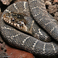 Plain-bellied Watersnake