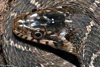 Plain-bellied Watersnake