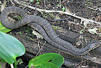 Florida Watersnake