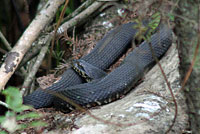 Florida Watersnake