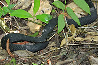 Florida Watersnake