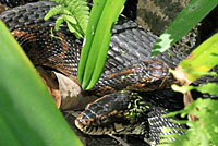 Florida Watersnake