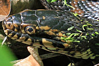 Florida Watersnake