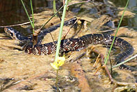 Florida Watersnake