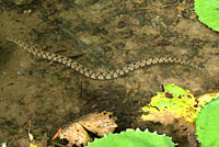 Northern Diamond-backed Watersnake