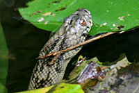 Northern Diamond-backed Watersnake