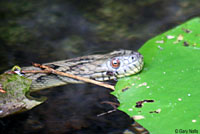 Northern Diamond-backed Watersnake