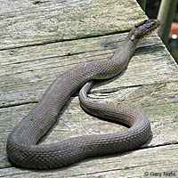 Northern Watersnake