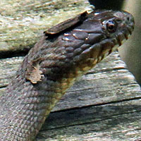 Northern Watersnake