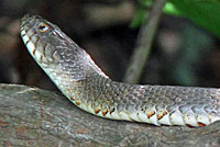 Northern Watersnake