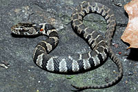 Northern Watersnake