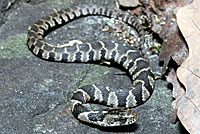 Northern Watersnake