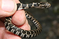 Northern Watersnake