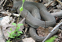 Northern Watersnake