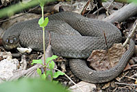 Northern Watersnake