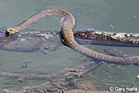 Northern Watersnake