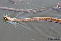 Northern Watersnake