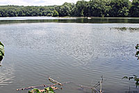 Northern Watersnake