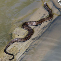 Northern Watersnake