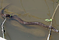 Northern Watersnake