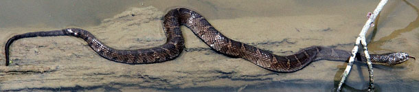 Northern Watersnake