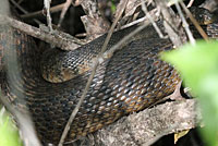 Brown Watersnake