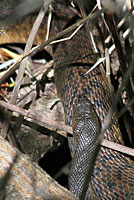 snakes