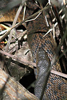 Brown Watersnake