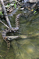 Brown Watersnake