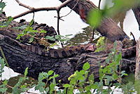 Brown Watersnake